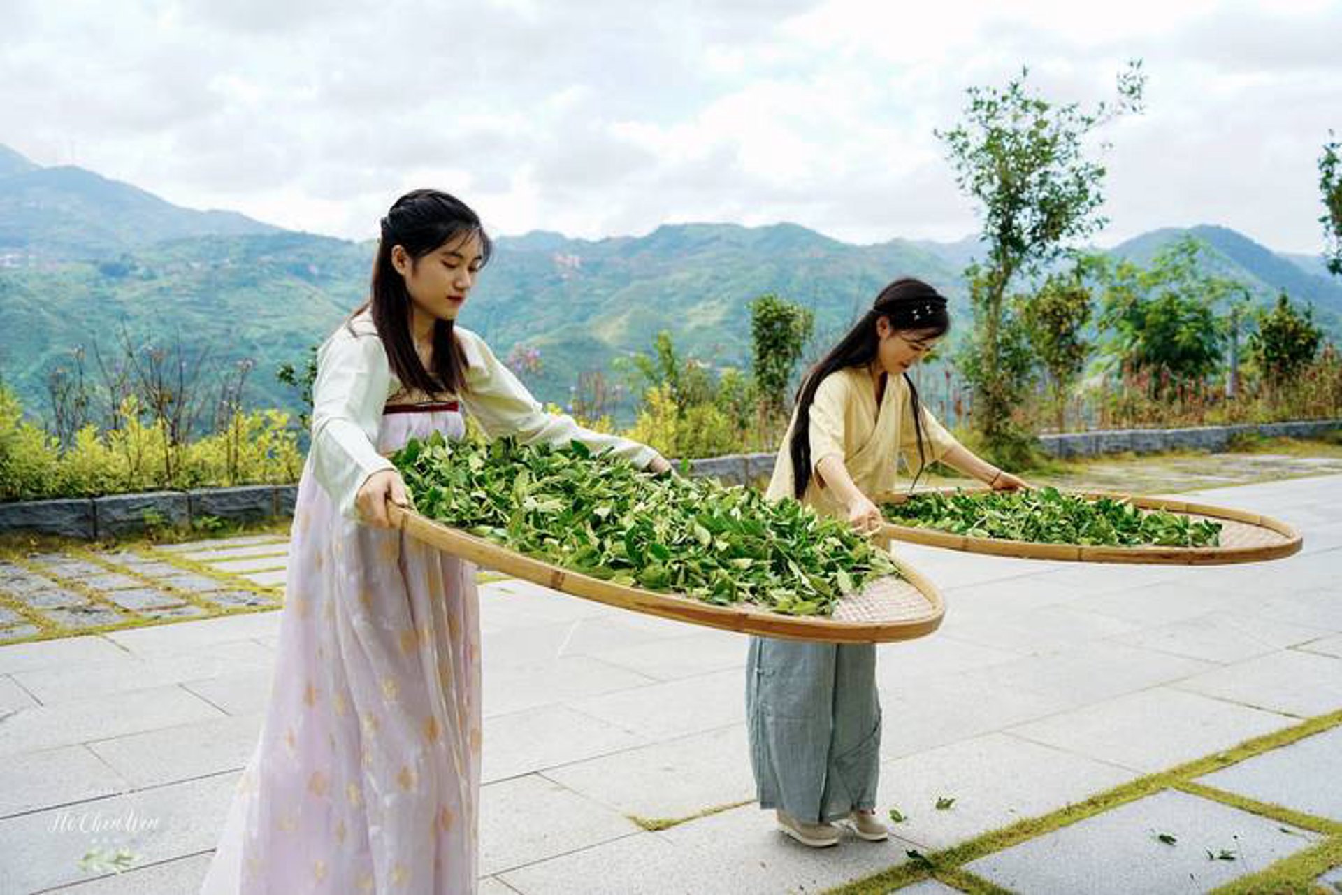 安溪茶业